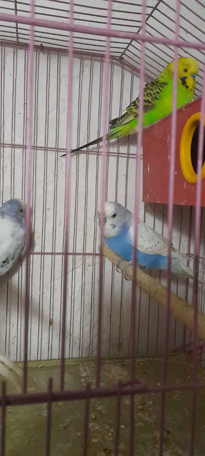 دو جفت مرغ عشق انگلیسی|پرنده|بوشهر, |دیوار