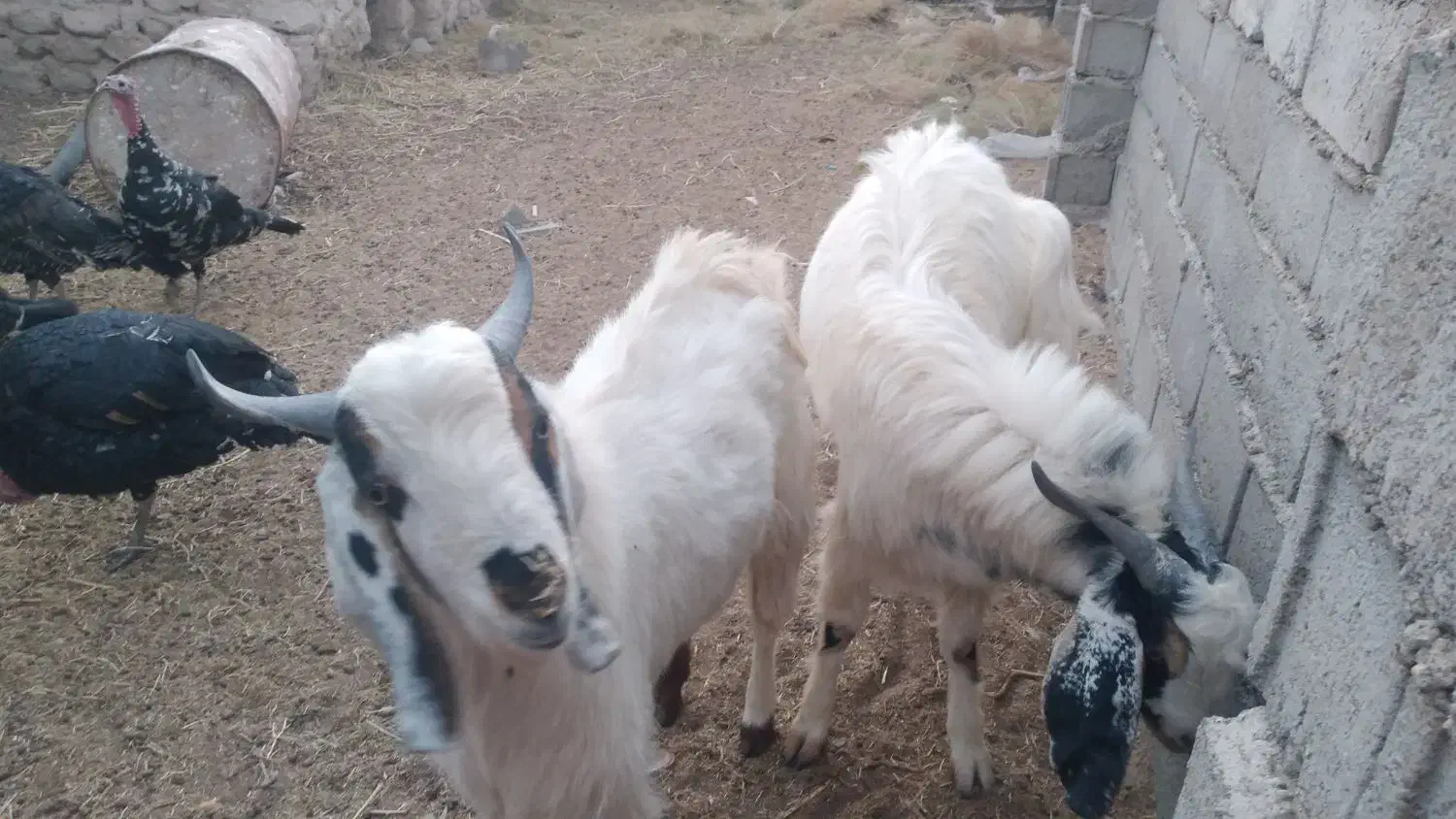 کهره نر|حیوانات مزرعه|تیمور آباد, |دیوار