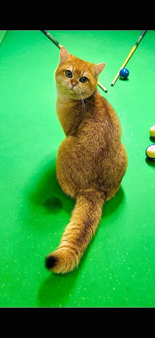 بریتیش نراصیل وارداتی گردن گیر|گربه|کرج, گلشهر|دیوار