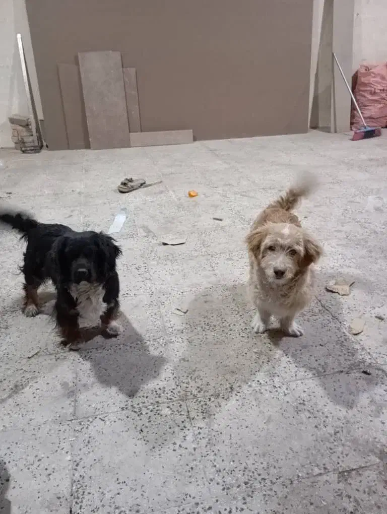 سگ خانگی|سگ|جاجرود, |دیوار