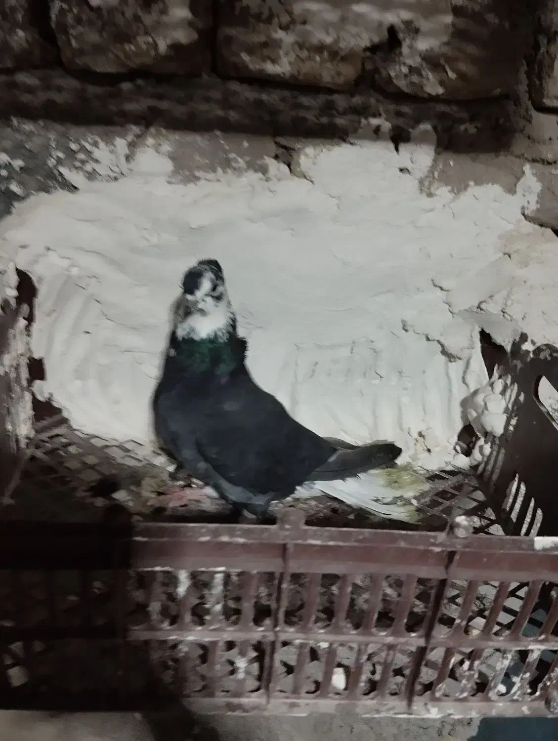 کبوتر رنگی تهرانی|پرنده|قیدار, |دیوار