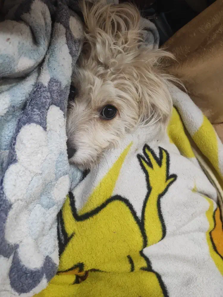 واگذاری سگ اشپیتز|سگ|پرند, فاز ۴|دیوار