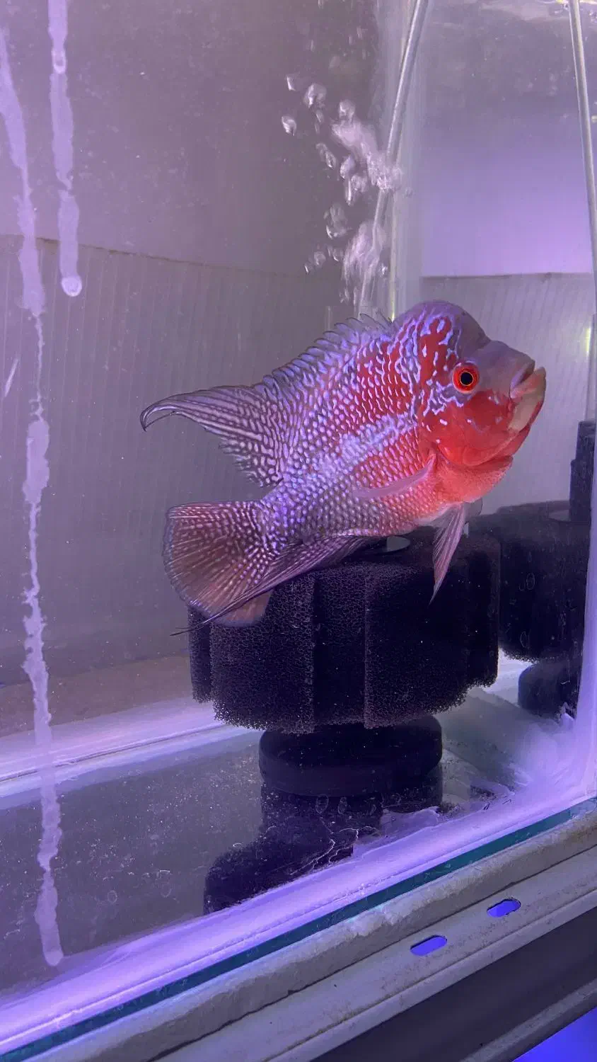 ماهی فلاور نر و ماده جفت|ماهی|تهران, فلاح|دیوار