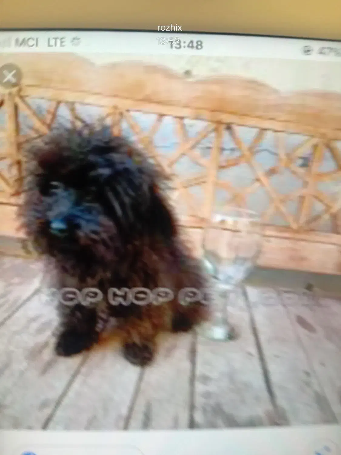 سگ مشکی رنگ گمشده مژدگانی|حیوانات|وحیدیه, |دیوار