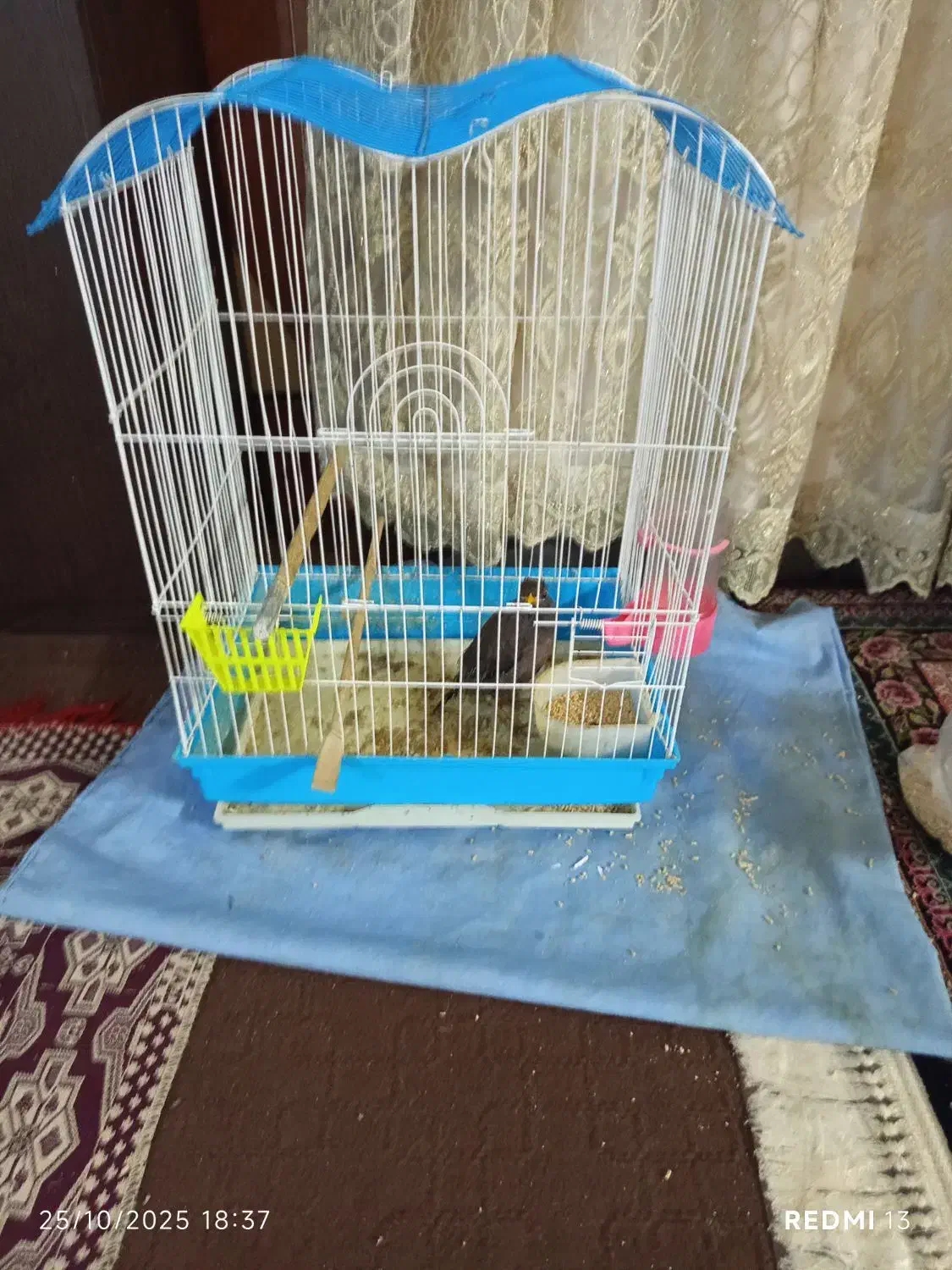 مرغ مینا|پرنده|شوشتر, |دیوار