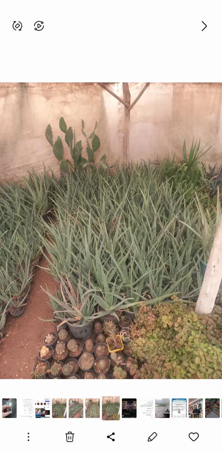 فروش آلوورا|گل و گیاه طبیعی|خمینی‌شهر, |دیوار