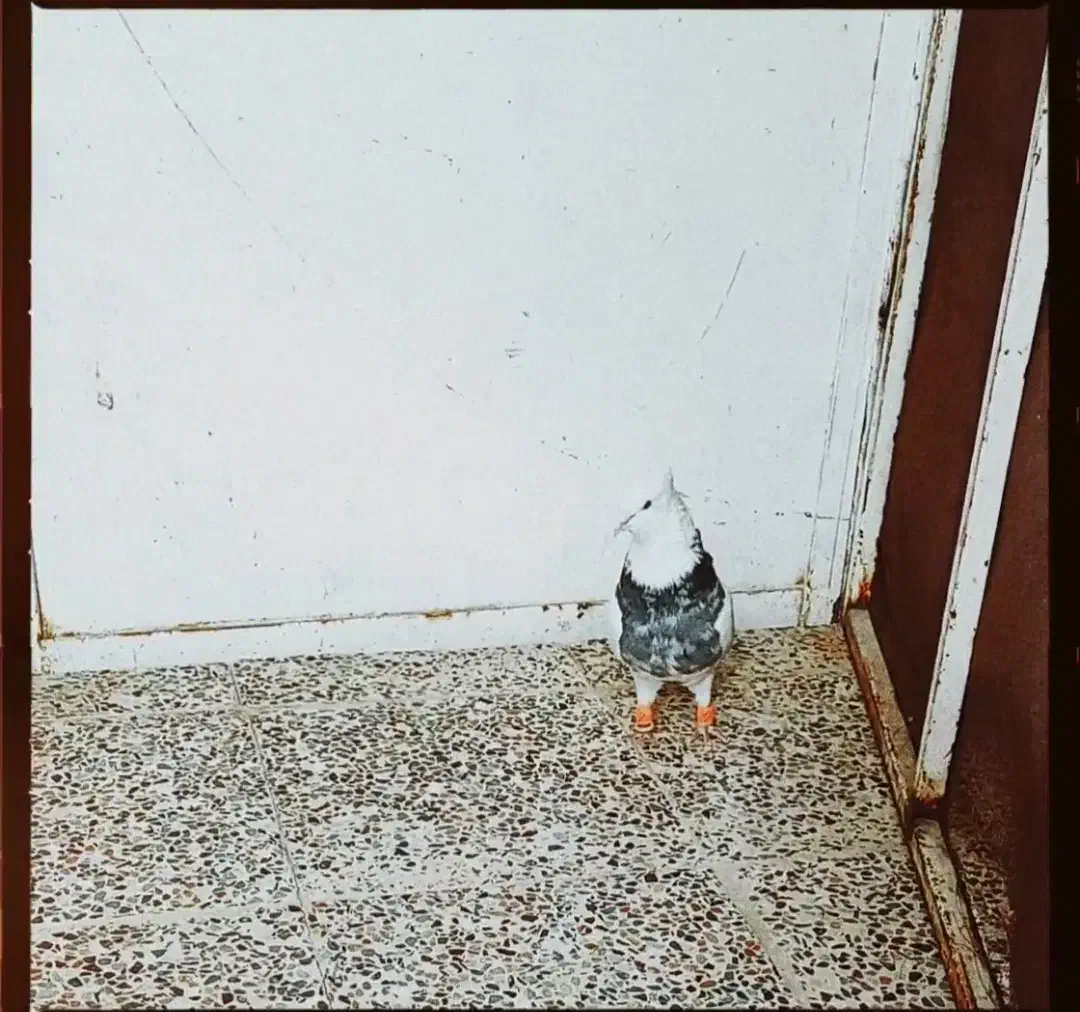 کبوتر|پرنده|مرودشت, محمد آباد|دیوار