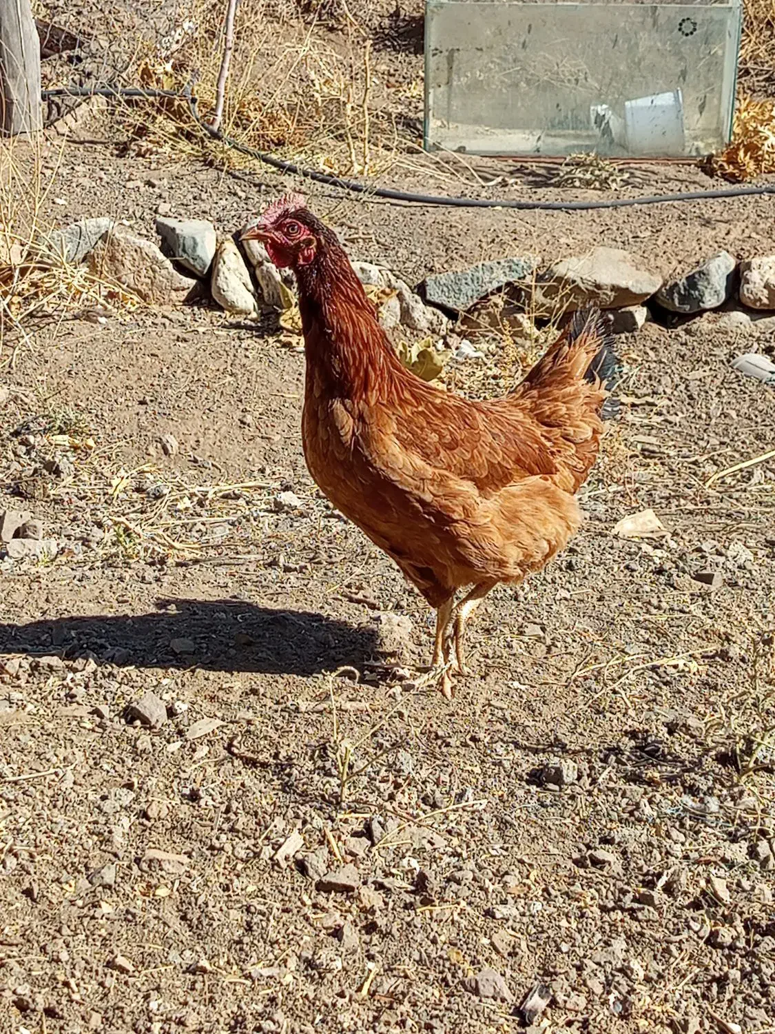 تعدادی مرغ بومی جوان|حیوانات مزرعه|دلیجان, |دیوار