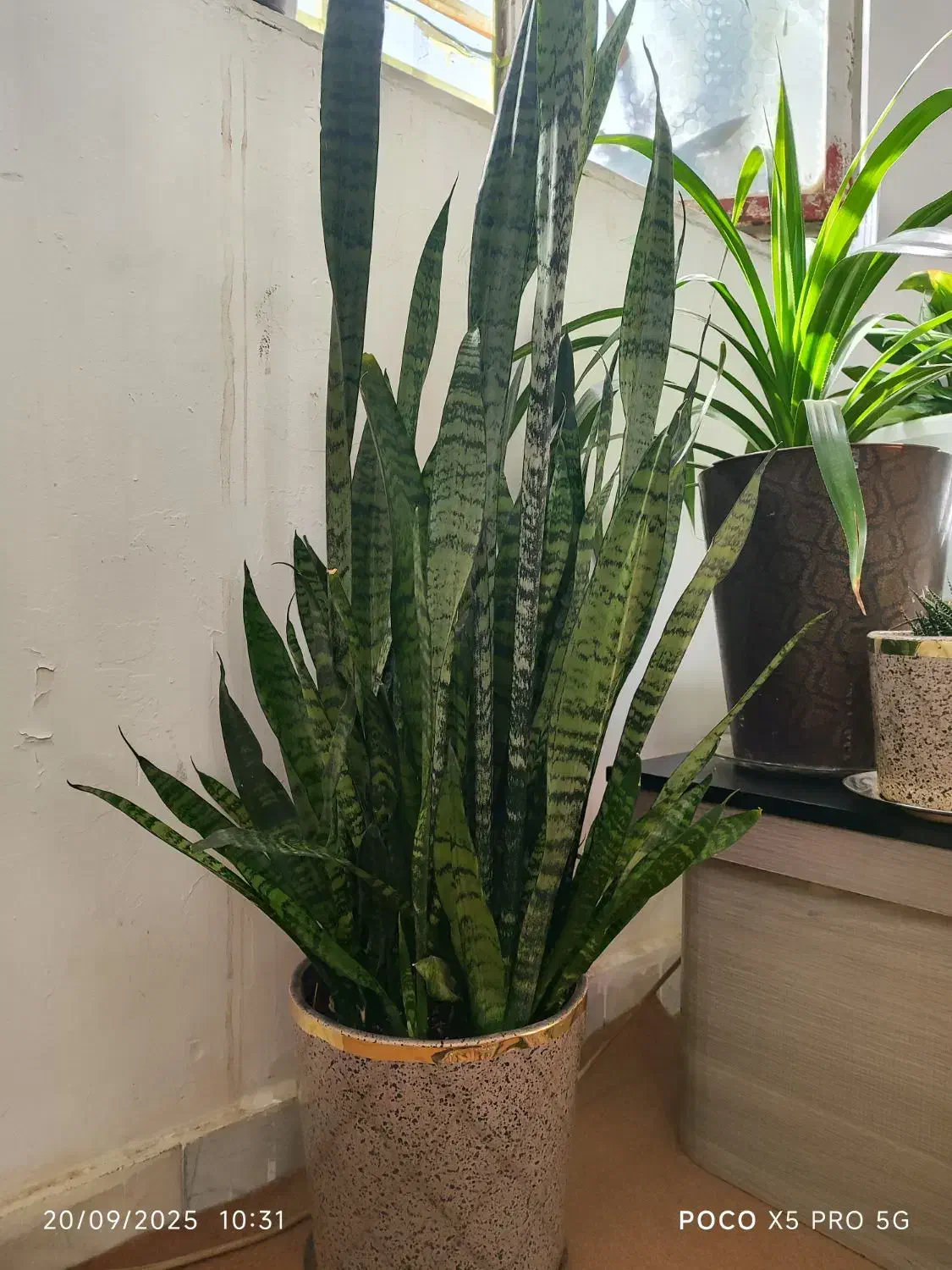 گل سانسریا سبز|گل و گیاه طبیعی|کامیاران, |دیوار