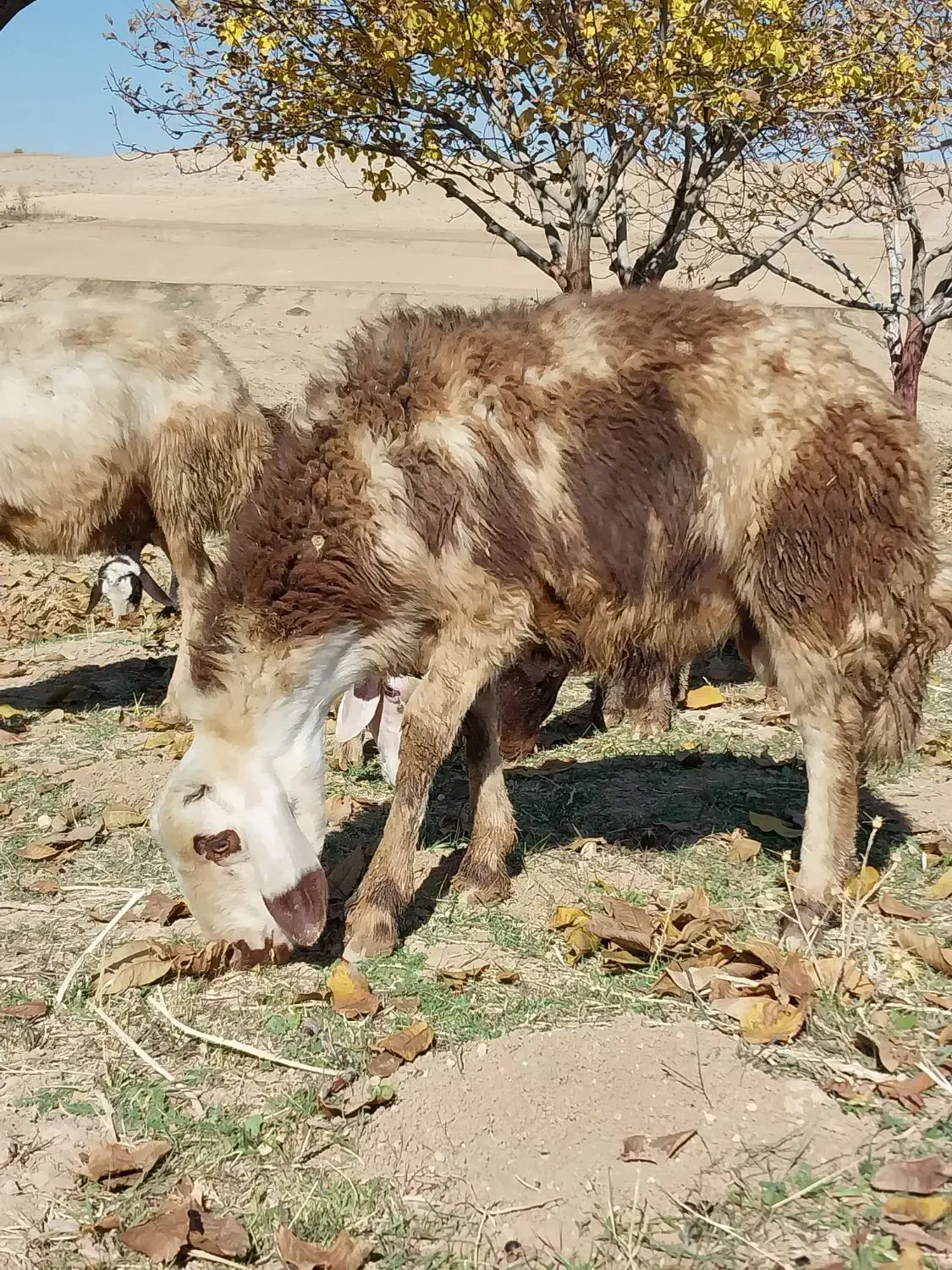 بره ماده و بره قوچ|حیوانات مزرعه|بروجرد, |دیوار