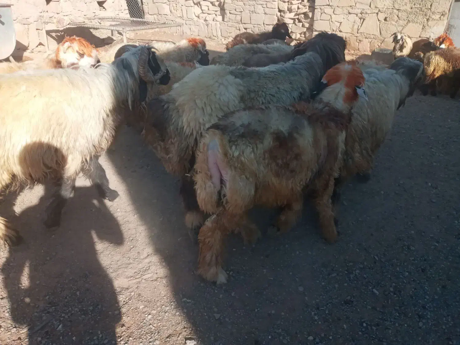 بره گوشتی|حیوانات مزرعه|کارون, |دیوار