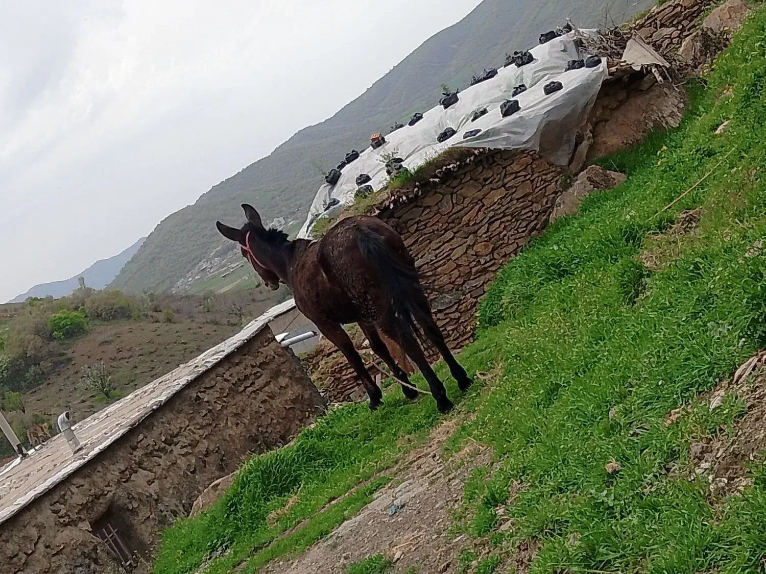 قاطر|حیوانات مزرعه|خاو و میرآباد, |دیوار