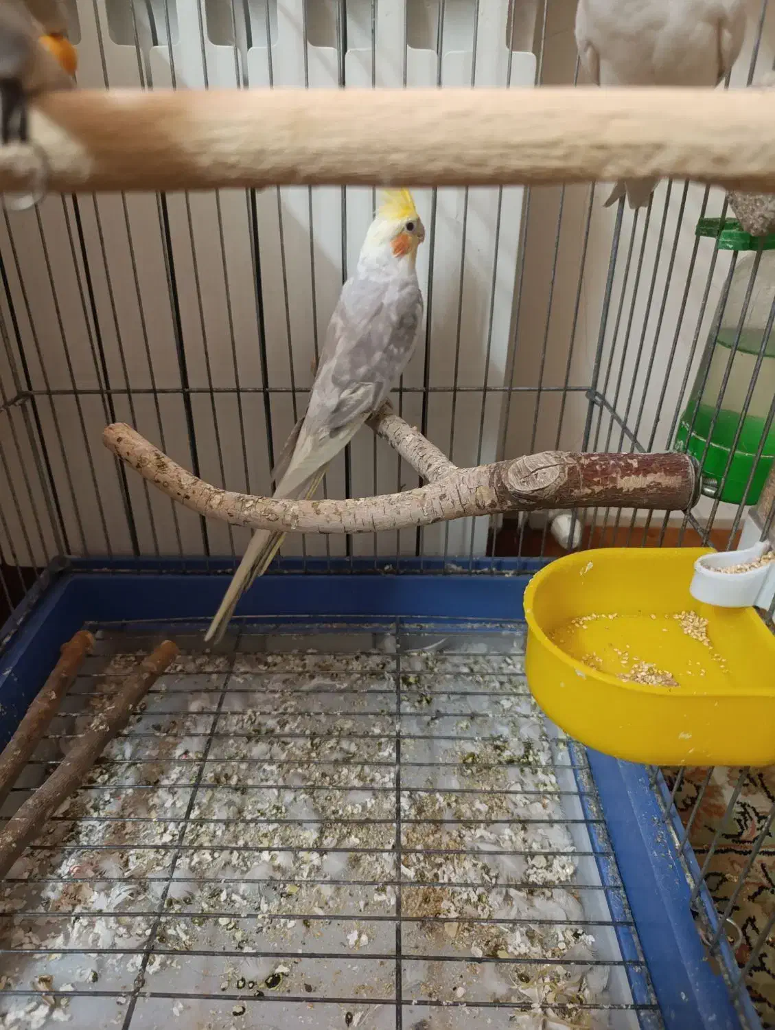 عروس هلندی|پرنده|قم, سالاریه|دیوار