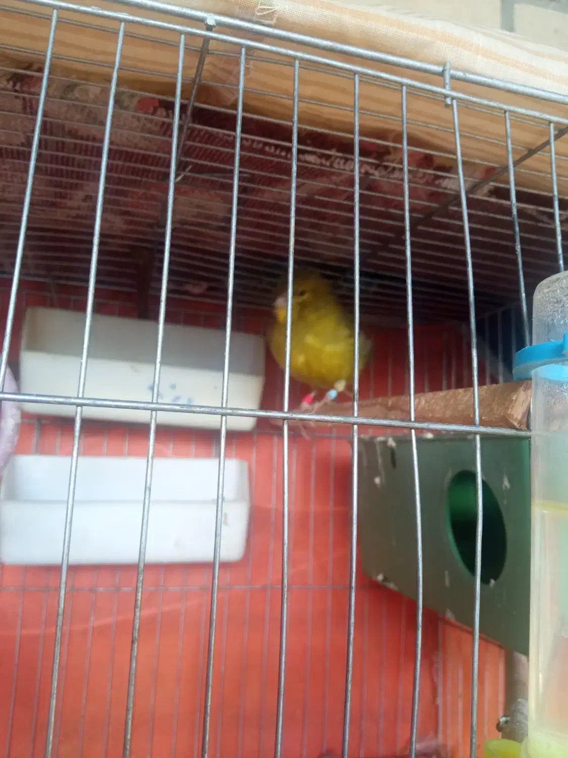 قناری نر|پرنده|بهبهان, |دیوار