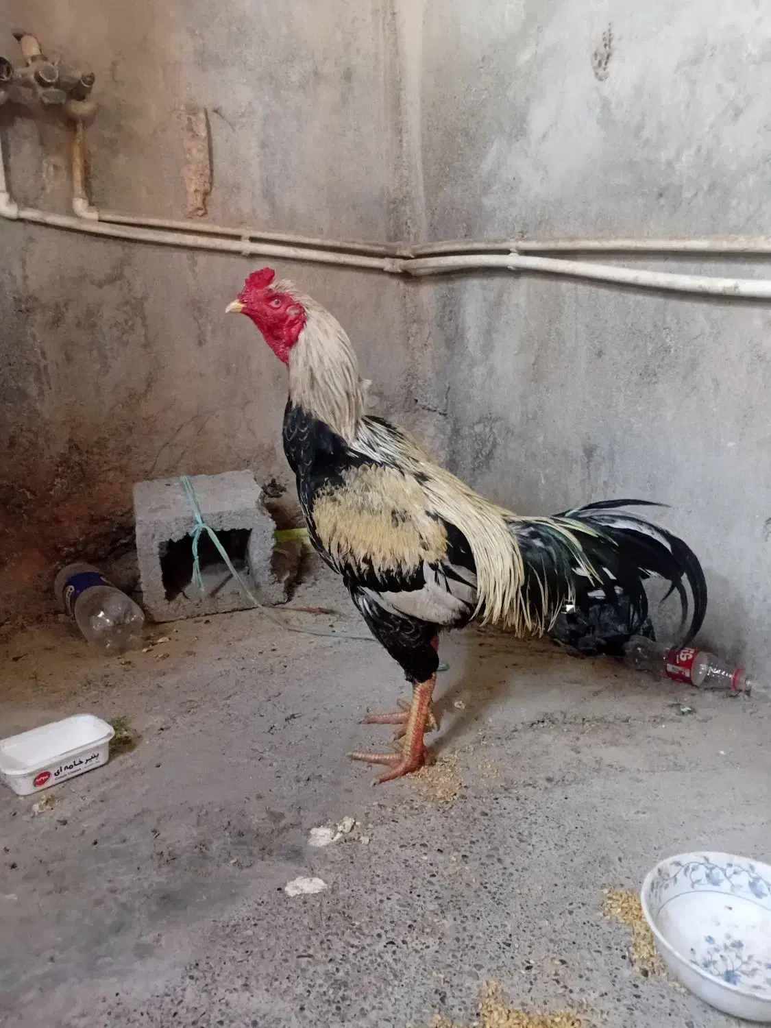 دو عد د خروس سرحال|پرنده|میناب, |دیوار