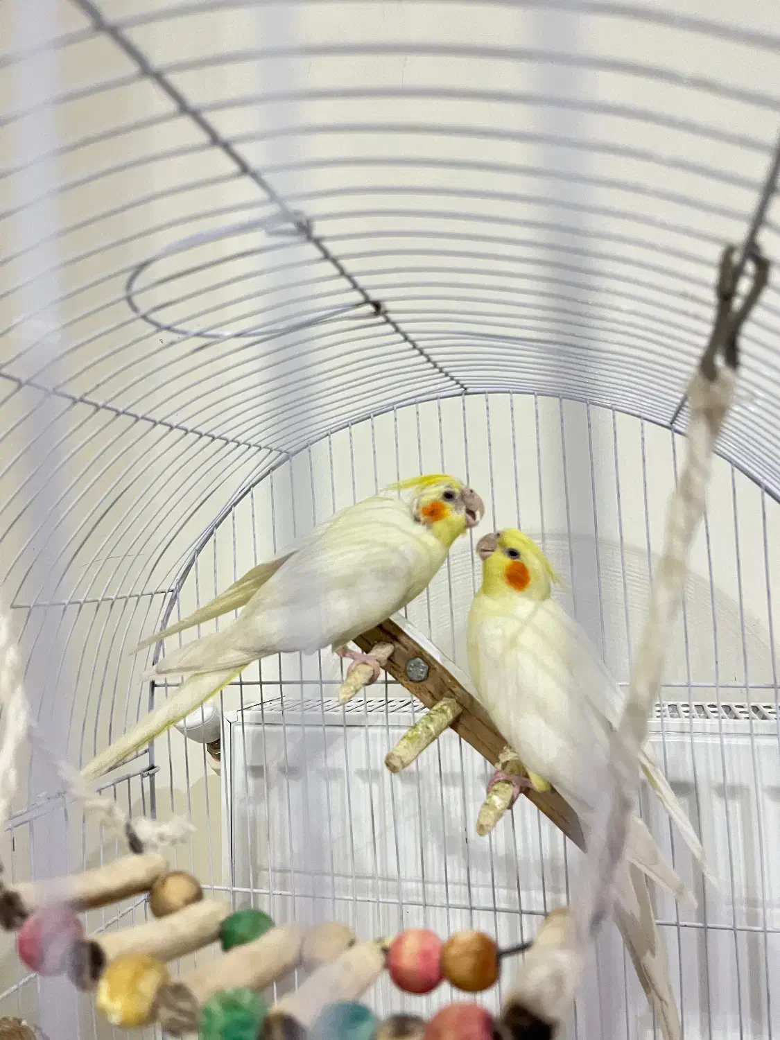 عروس هلندی لوتینو|پرنده|کرمانشاه, |دیوار