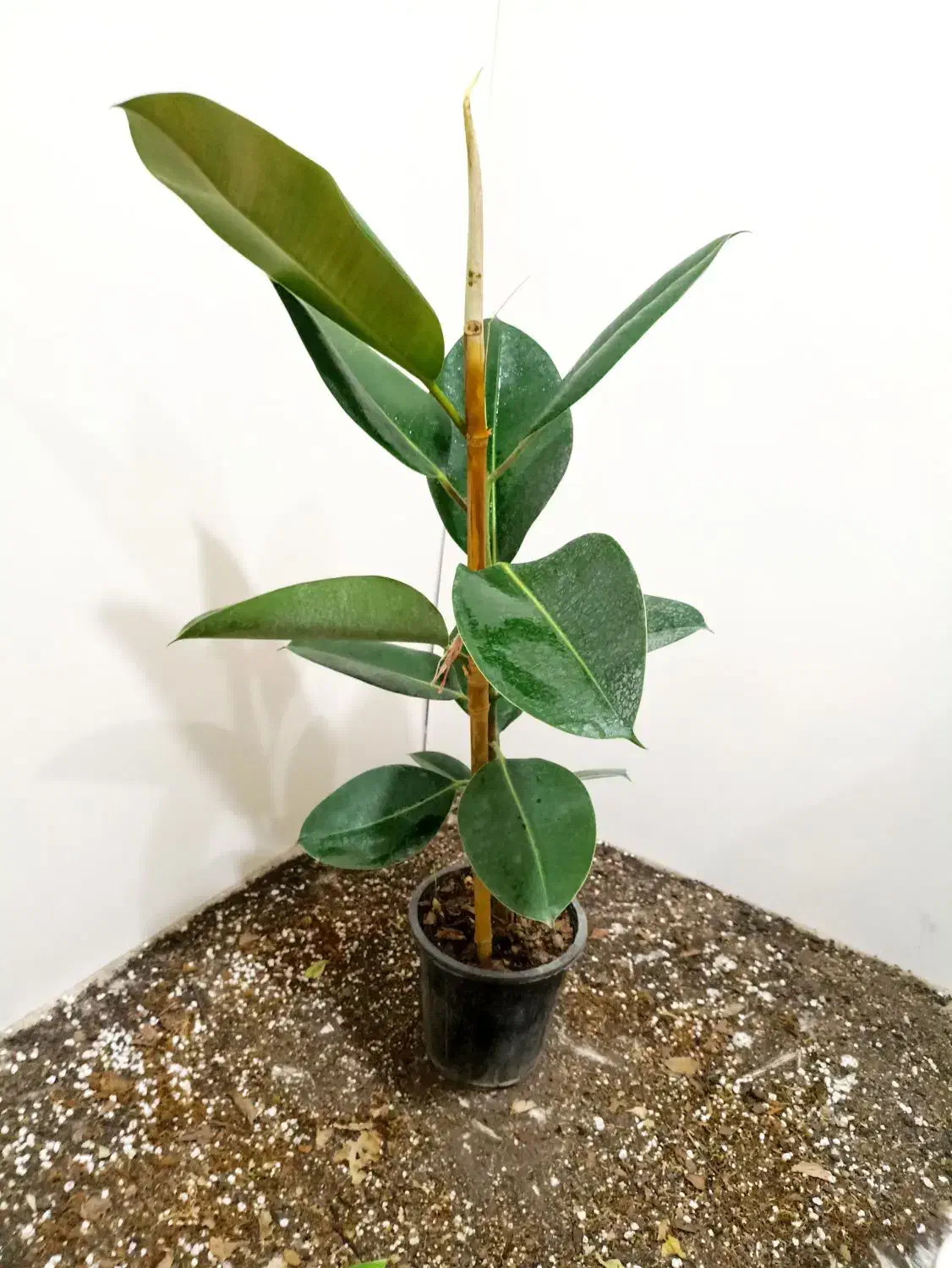 گل های آپارتمانی|گل و گیاه طبیعی|شاهین‌شهر, عطار|دیوار