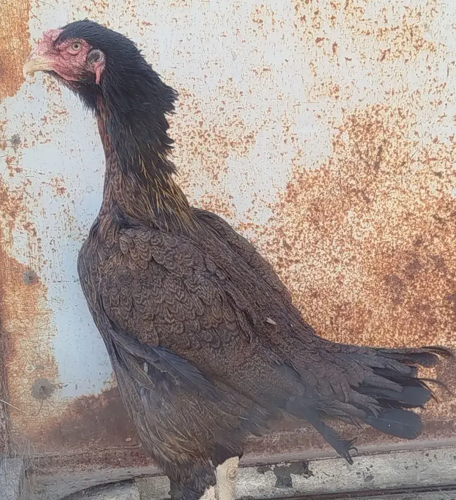 مرغ و خروس لاری|حیوانات مزرعه|تهران, علم و صنعت|دیوار