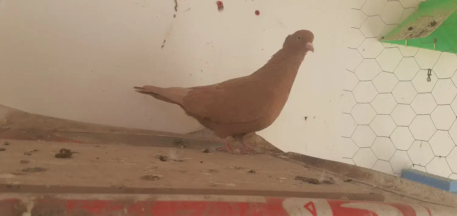 کبوتر|حیوانات|آبادان, |دیوار