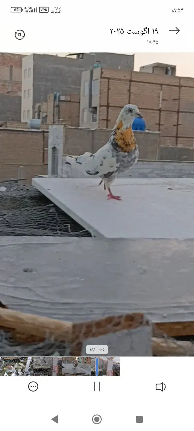 کفتر گم شده|حیوانات|بهارستان, |دیوار