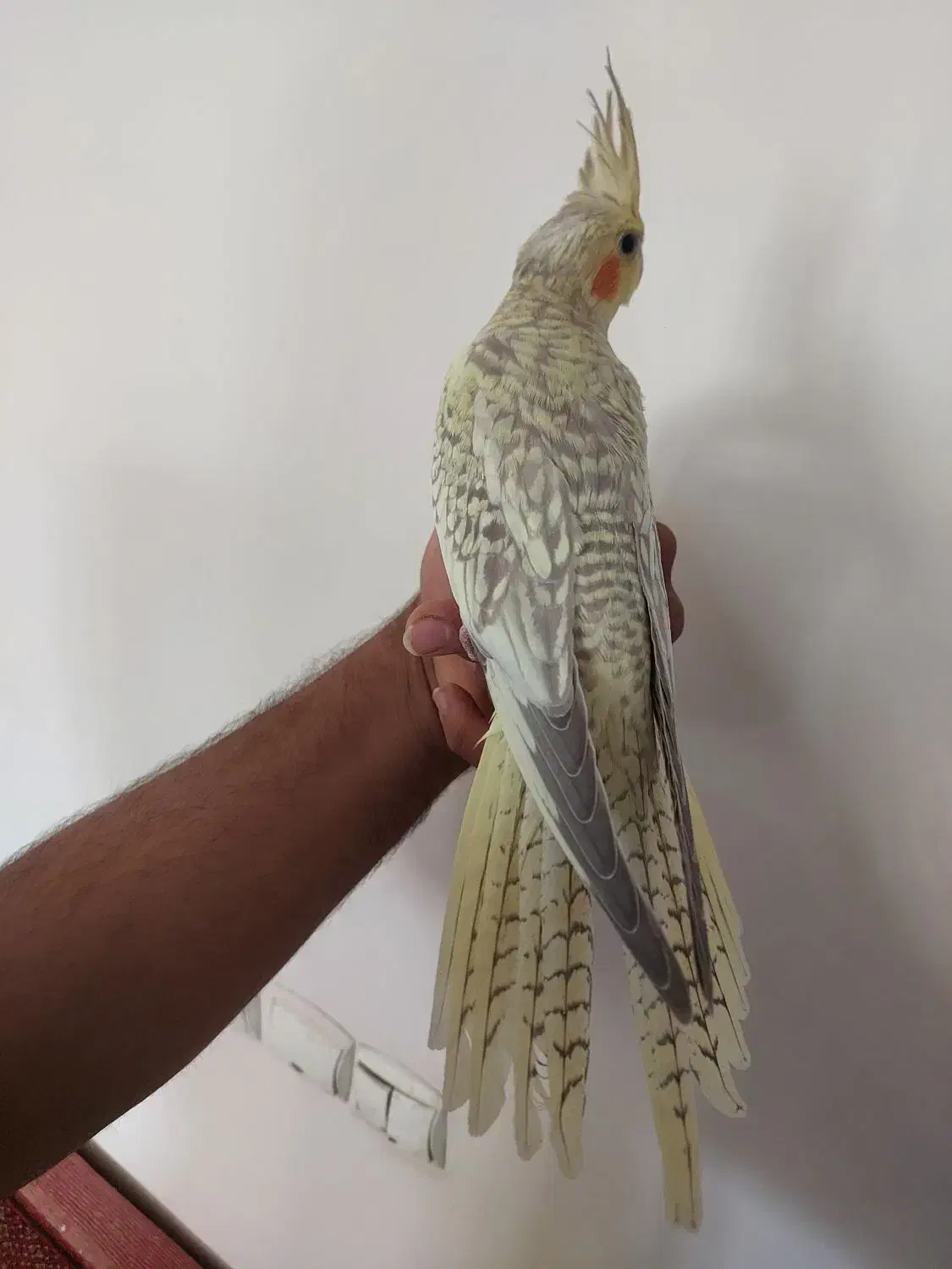 جوجه عروس هلندی۲ ماه|پرنده|بجنورد, |دیوار