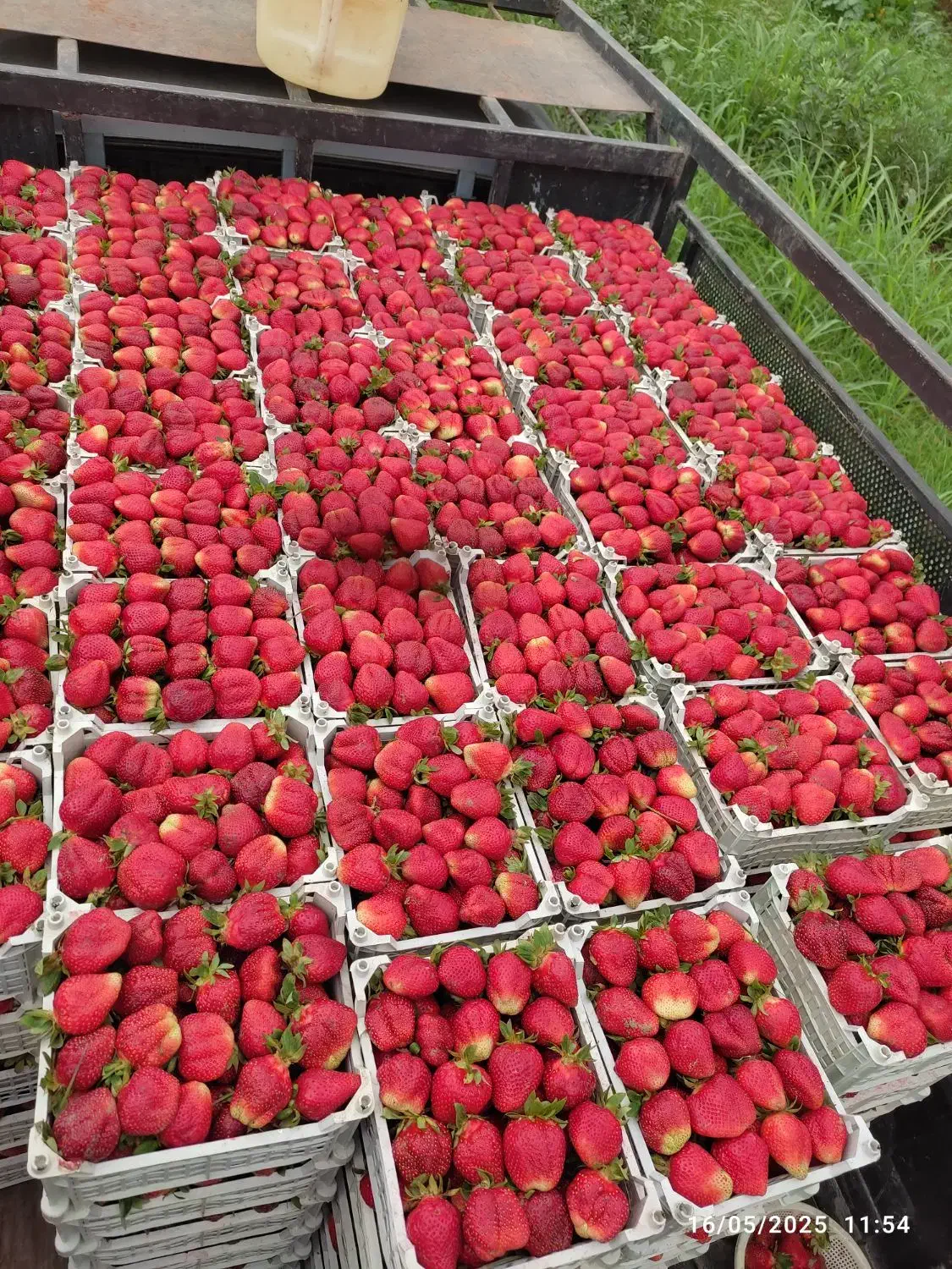 دلند..نهال توت فرنگی سابرینا|خدمات باغبانی و درختکاری|دلند, |دیوار