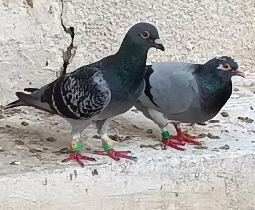 پلاکی|پرنده|ریگ, |دیوار