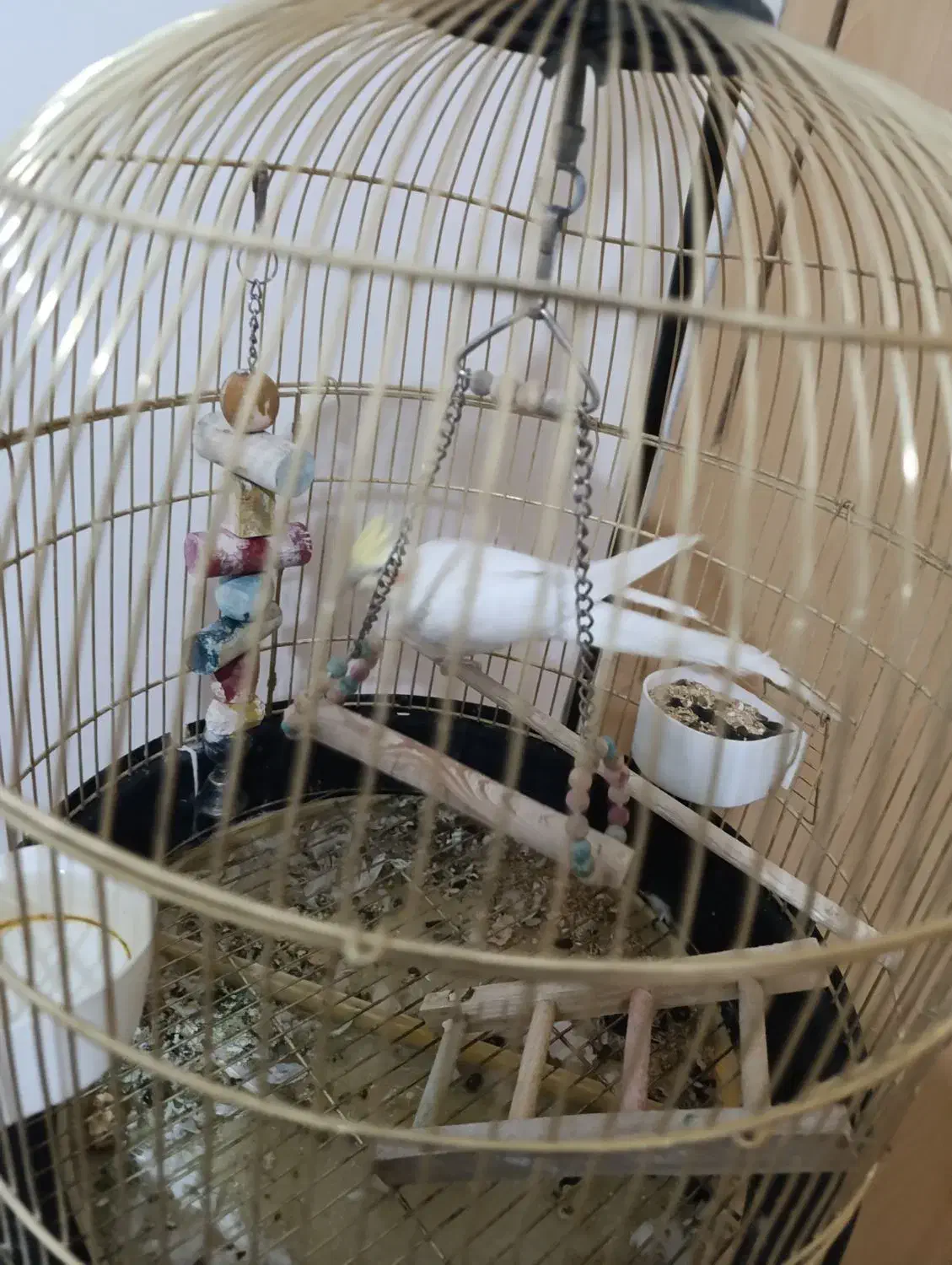 عروس هلندی لوتینو سخنگو با قفس|پرنده|سقز, |دیوار