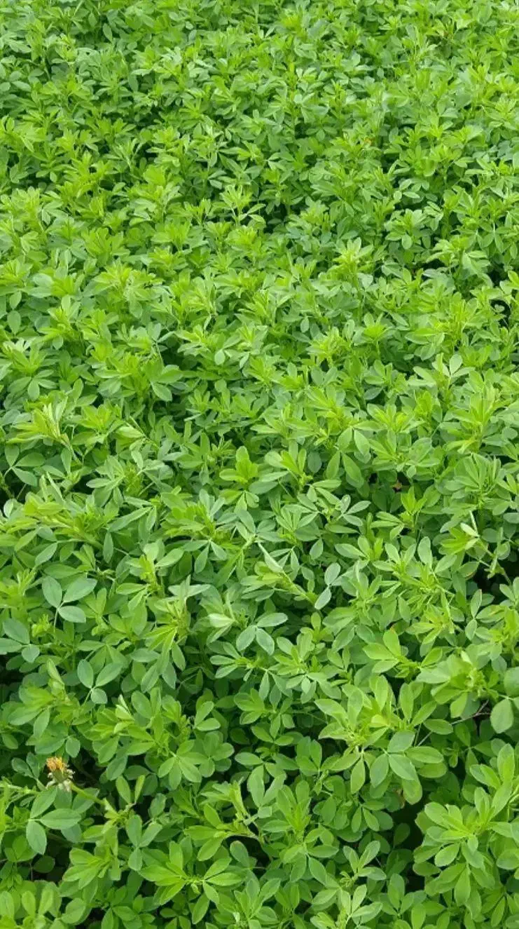 یونجه تر|خدمات باغبانی و درختکاری|شیراز, نصر|دیوار