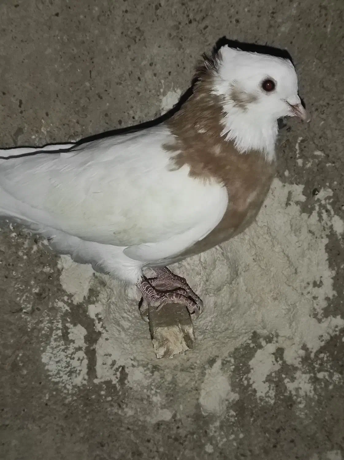 طوق زرد نر بدونم پر غلط جوون ومست دو بر گوشوار|پرنده|مرودشت, رامجرد یک|دیوار