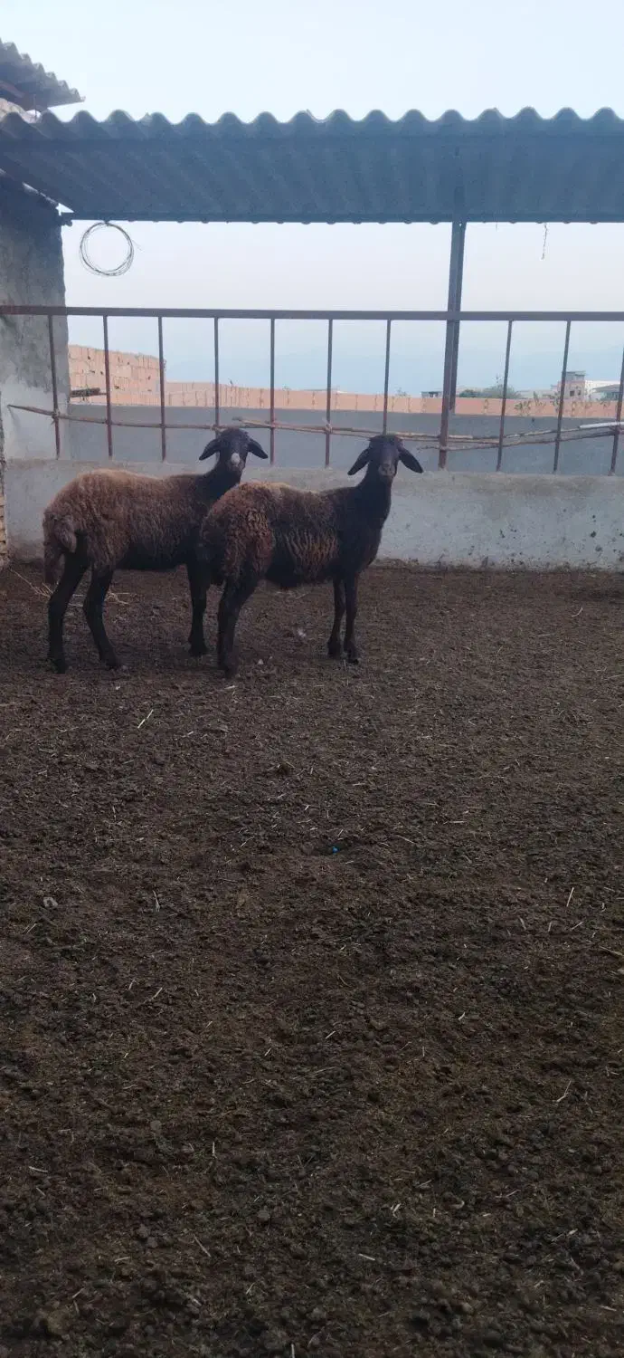 توقلی ماده وبز ابستن|حیوانات مزرعه|سیمین شهر, |دیوار