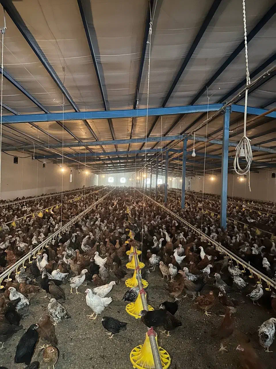 مرغ محلی خروس محلی|حیوانات مزرعه|مرودشت, محمد آباد|دیوار