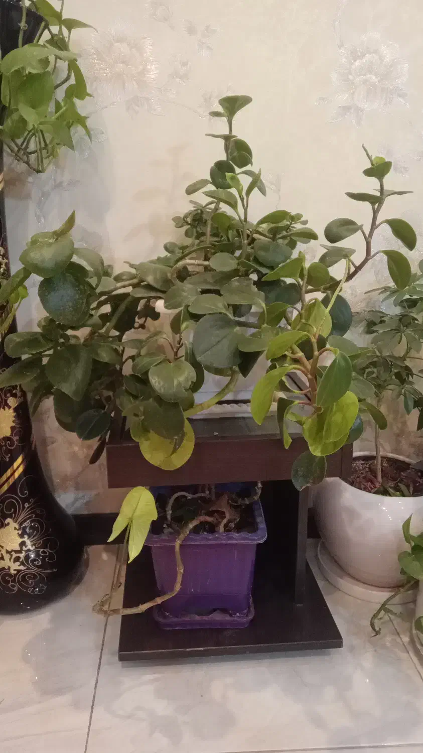 گل و گلدان|گل و گیاه طبیعی|کرج, شهرک البرز ۳|دیوار