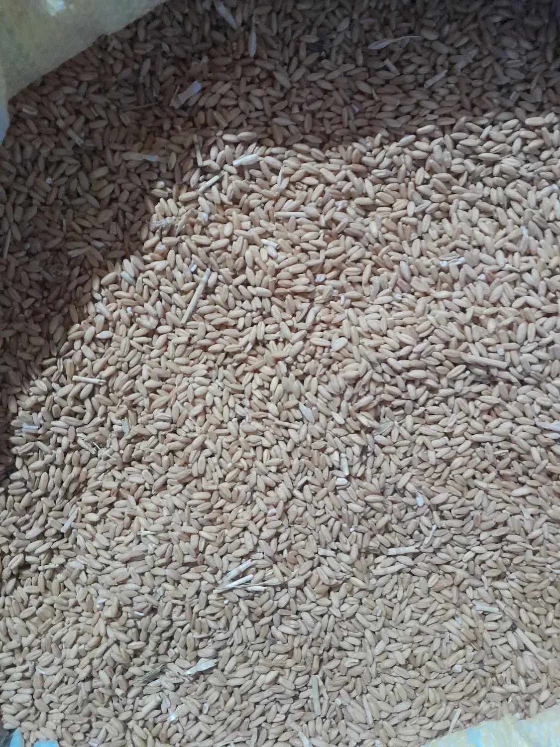 گندم|خدمات باغبانی و درختکاری|قیدار, |دیوار