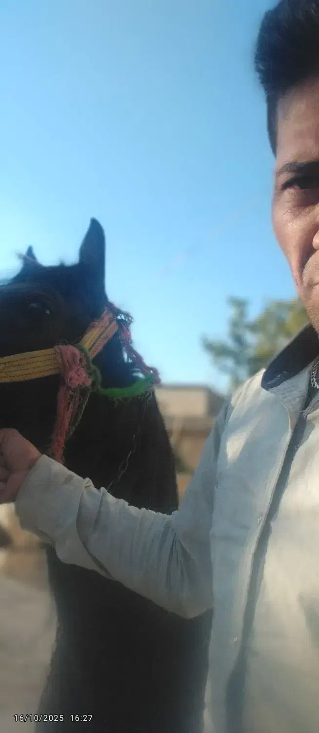 نریون دره شوری|اسب و تجهیزات اسب‌سواری|فارسان, |دیوار