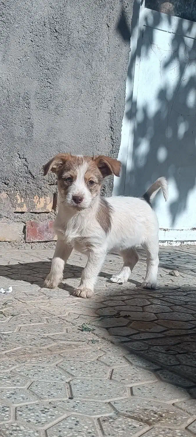 سگ پاپی|سگ|تربتحیدریه, کلاته توکلی|دیوار