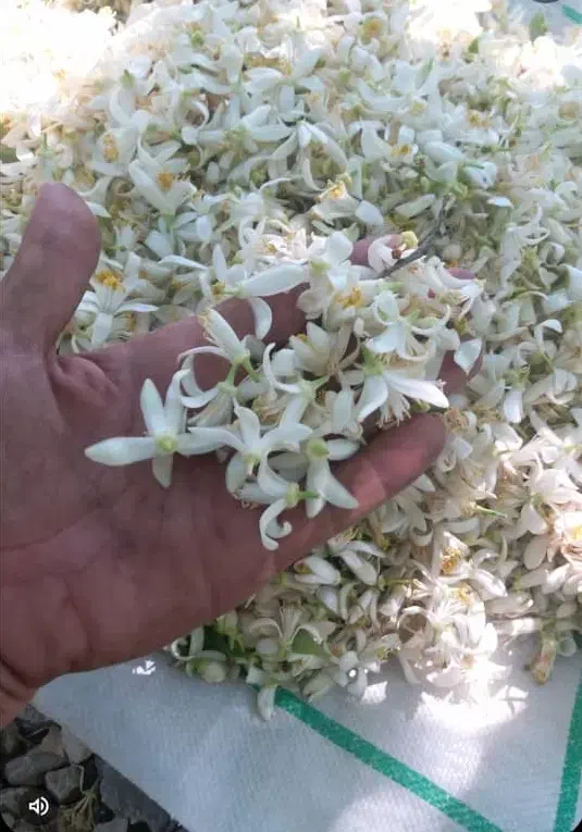 بهار نارنج خالص صادراتی|گل و گیاه طبیعی|نورآباد ممسنی, |دیوار