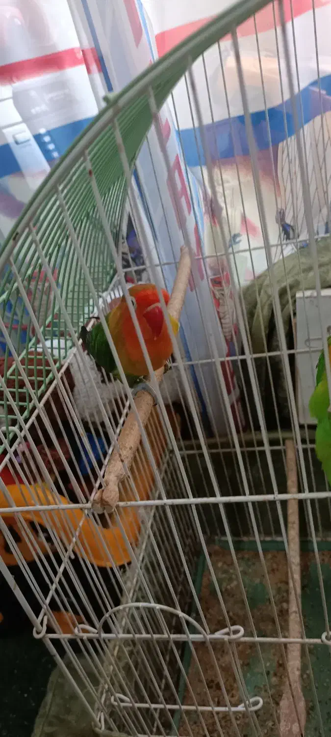 طوطی کوتوله برزیلی|پرنده|تبریز, |دیوار