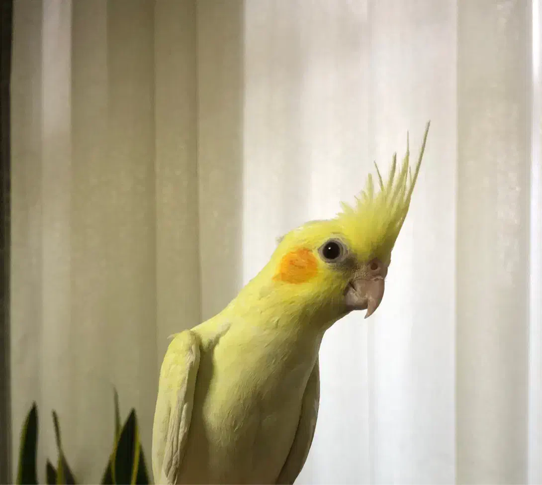 عروس هلندی سه ماهه|پرنده|بهارستان, |دیوار