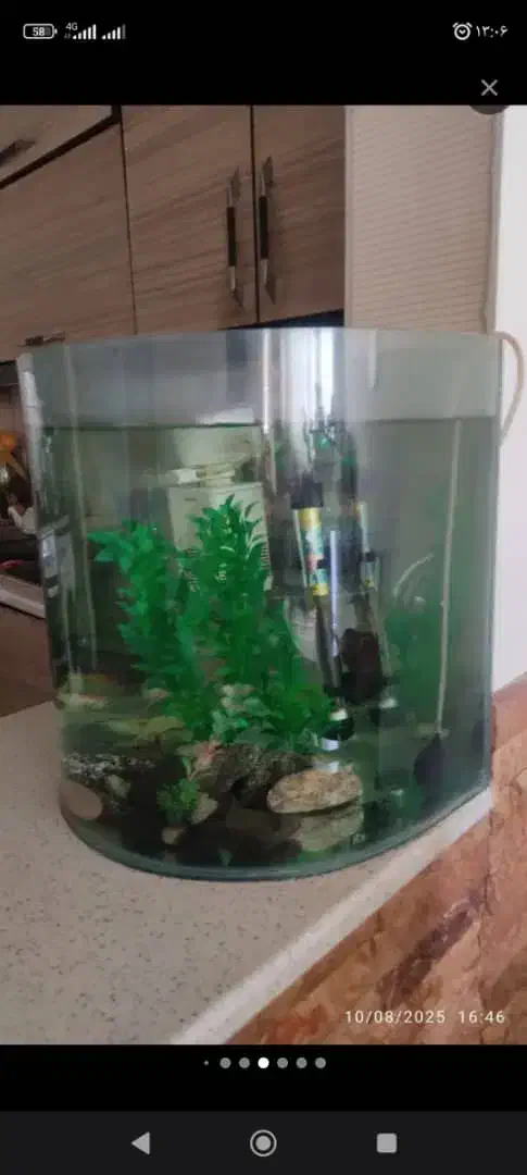 آکواریوم شرکتی|ماهی|همدان, |دیوار