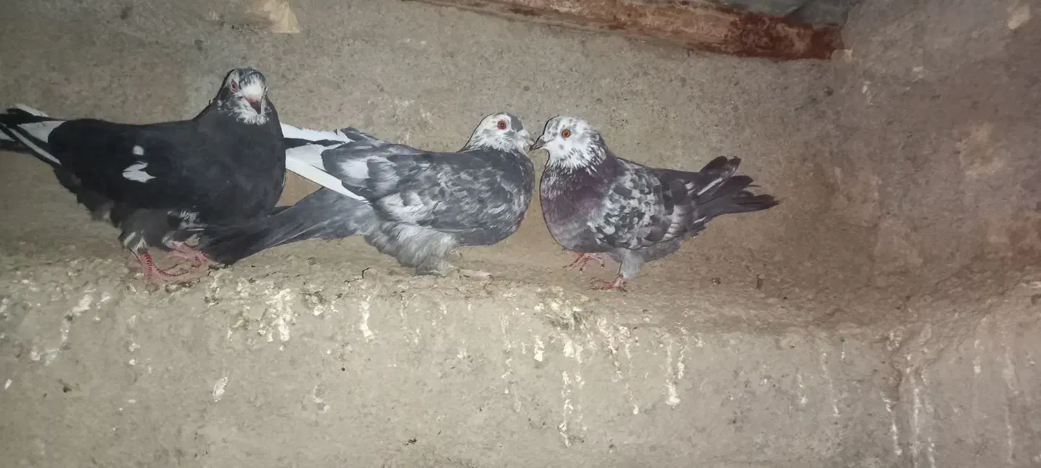 کبوتر فیت مطابق عکس|پرنده|بن, |دیوار