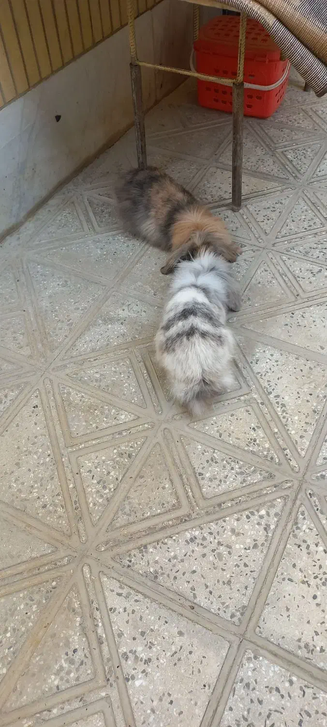 دو عدد خرگوش ب سالع ب فروش میرسد|موش و خرگوش|فلاورجان, |دیوار