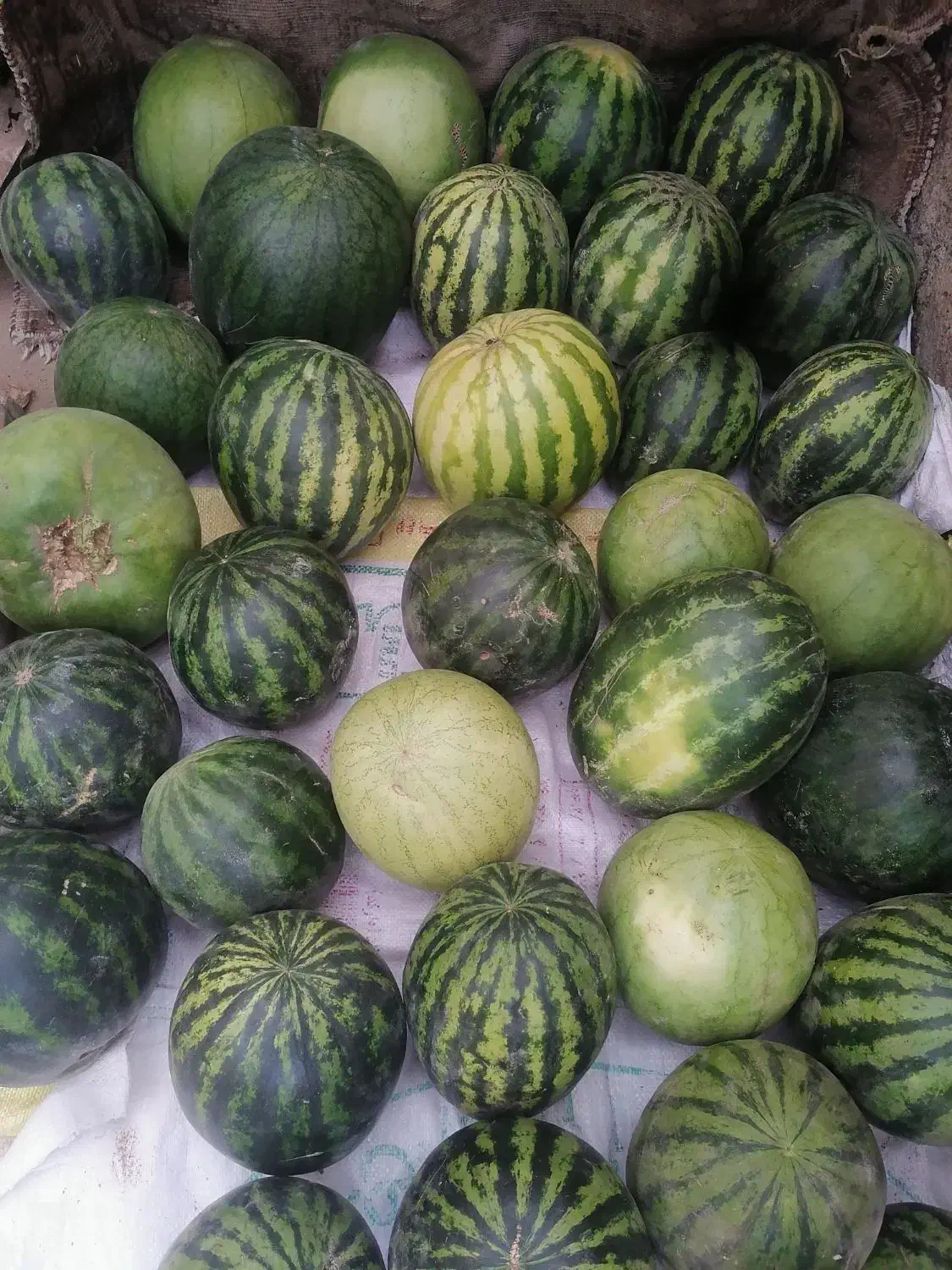 هندوانه دیم|خوردنی و آشامیدنی|سبزوار, اسلام آباد|دیوار