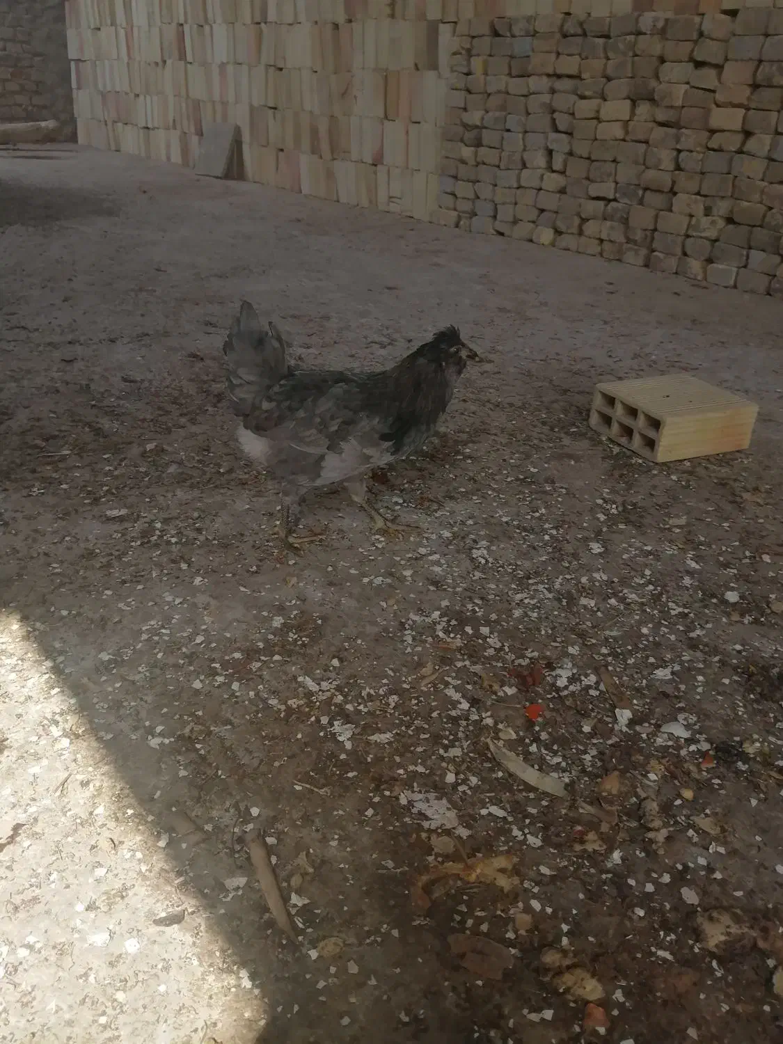 تعدادی مرغ وخروس زینتی|حیوانات مزرعه|یزد, |دیوار