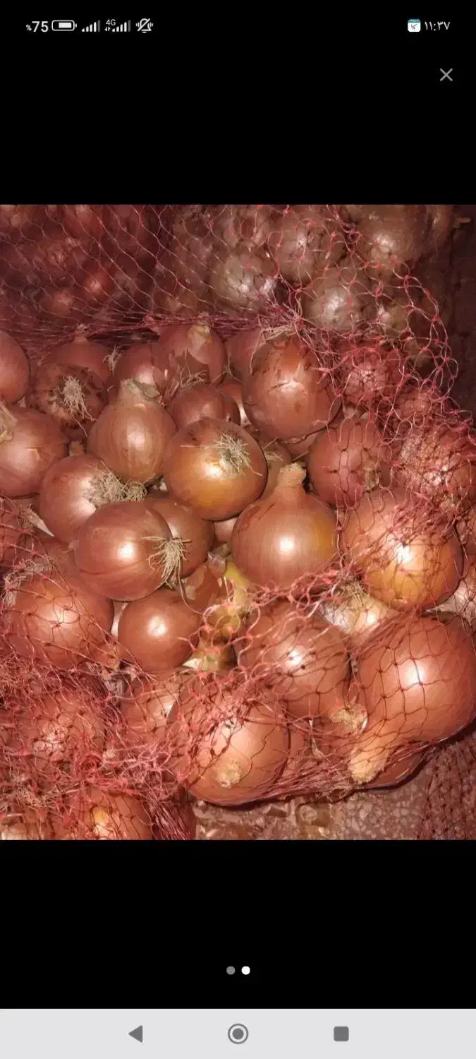 پیاز|خوردنی و آشامیدنی|روانسر, |دیوار