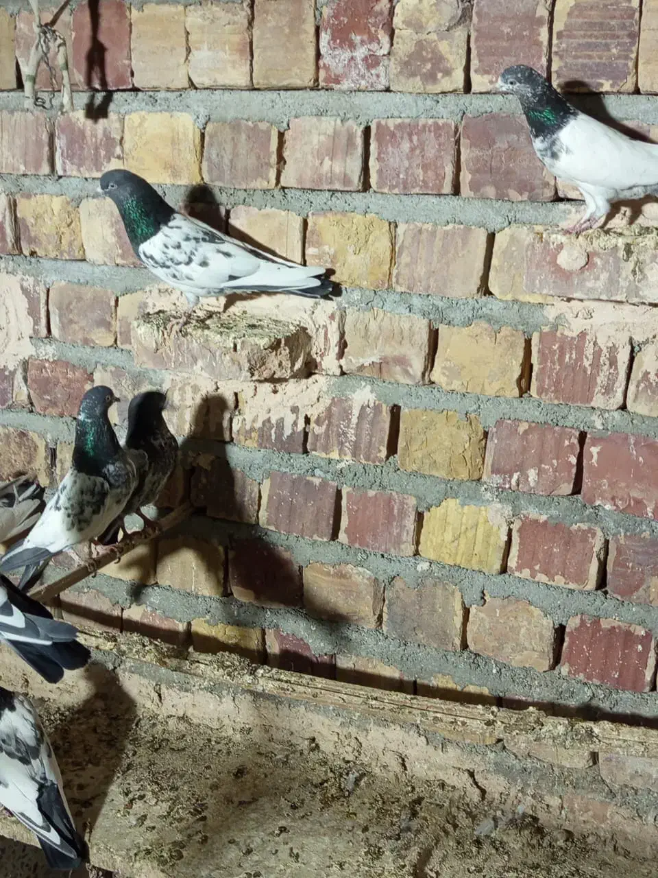 کفتر|پرنده|بمپور, |دیوار