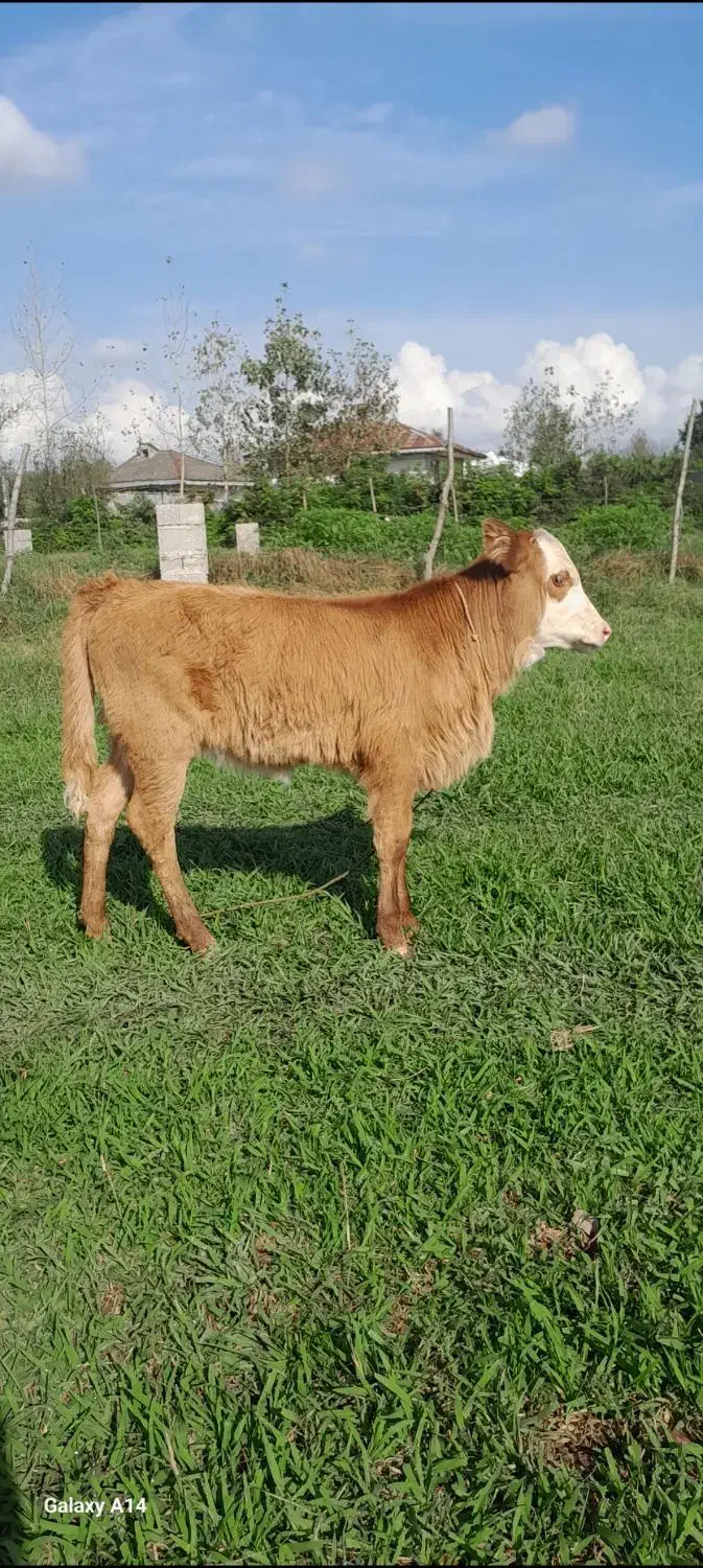 گاو چالوسی شیری وگوساله ماده سیمینتال|حیوانات مزرعه|رشت, جماران|دیوار