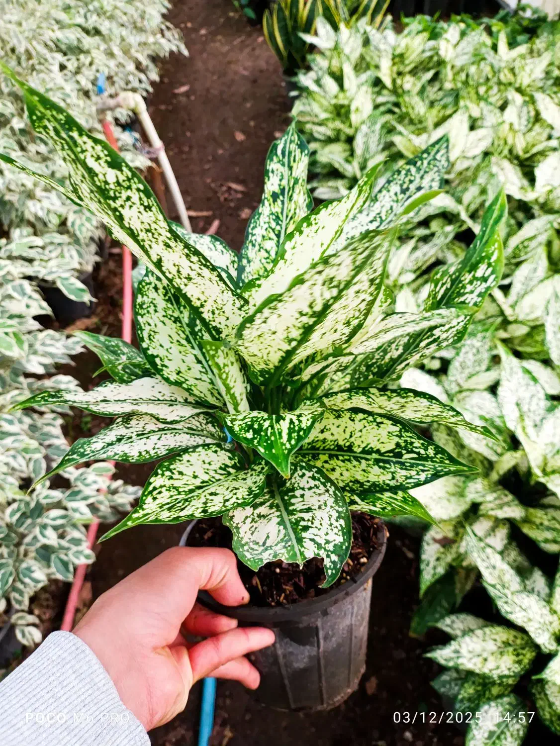 پیتوس ،آکرونما|گل و گیاه طبیعی|شیرود, |دیوار