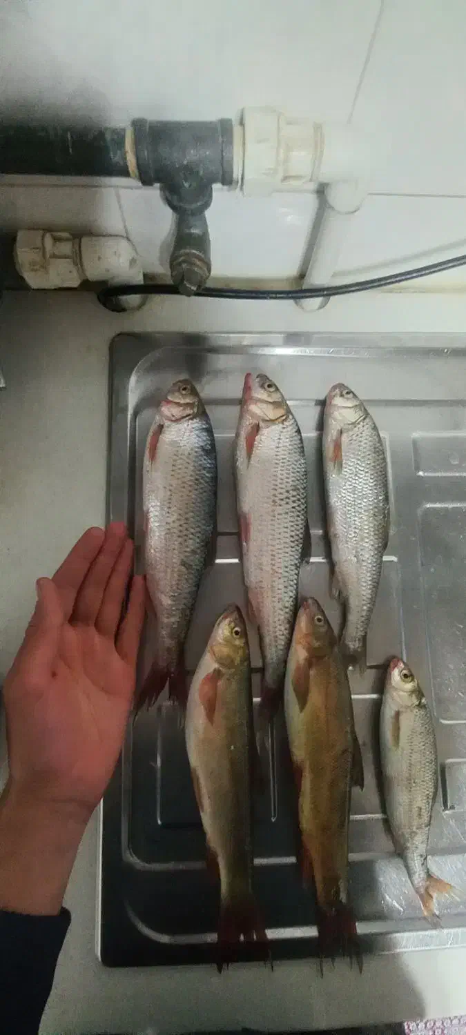 ست ماهیگیری|ماهیگیری|سنندج, |دیوار