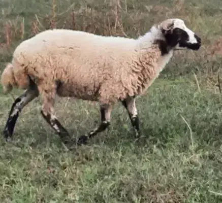 گوسفند نرو ماده.|حیوانات مزرعه|لاهیجان, انقلاب|دیوار
